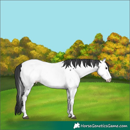 Horse Color:Black Splash Appaloosa