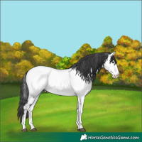 Horse Color:Black Splash Fewspot 