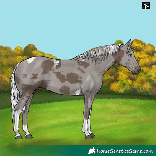 Horse Color:Silver Black Merle Tobiano Rabicano