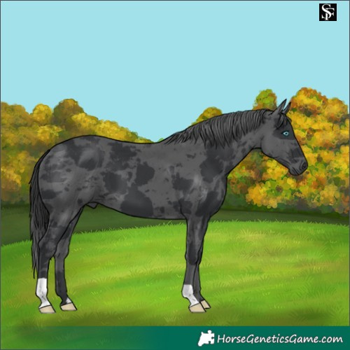 Horse Color:Black Merle