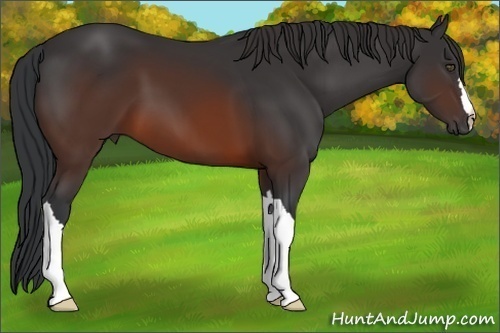 Horse Color:Brown 