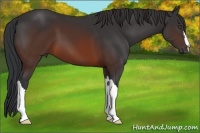 Horse Color:Brown 
