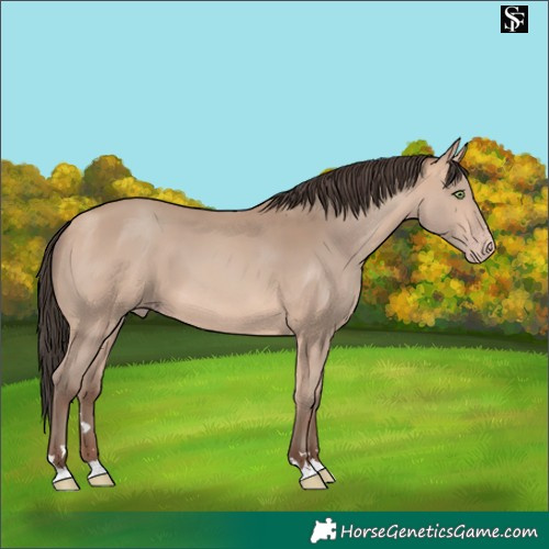Horse Color:Amber Champagne