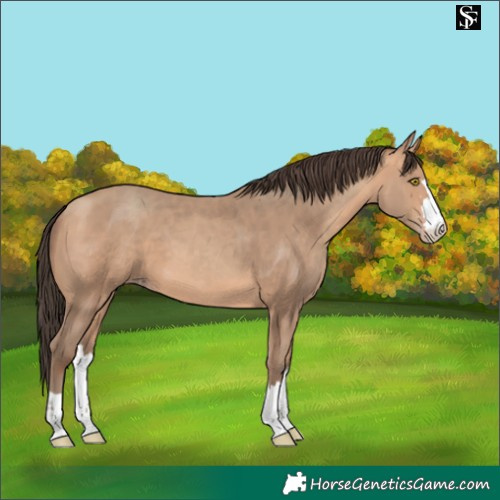 Horse Color:Amber Champagne 