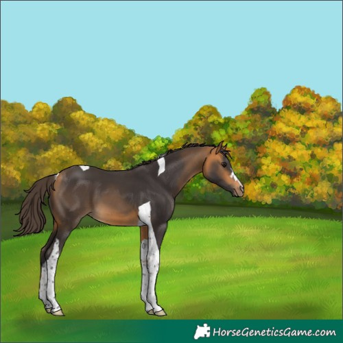 Horse Color:Buckskin Tobiano 