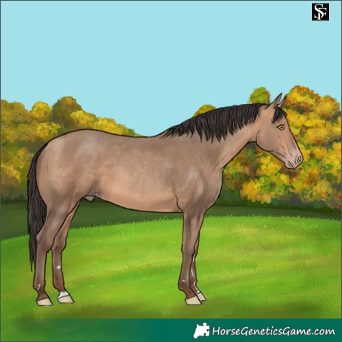 Horse Color:Amber Champagne 
