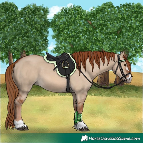 Horse Color:Red Dun