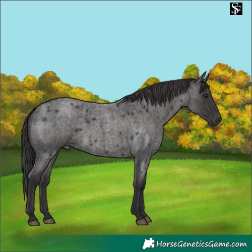 Horse Color:Smoky Blue Roan