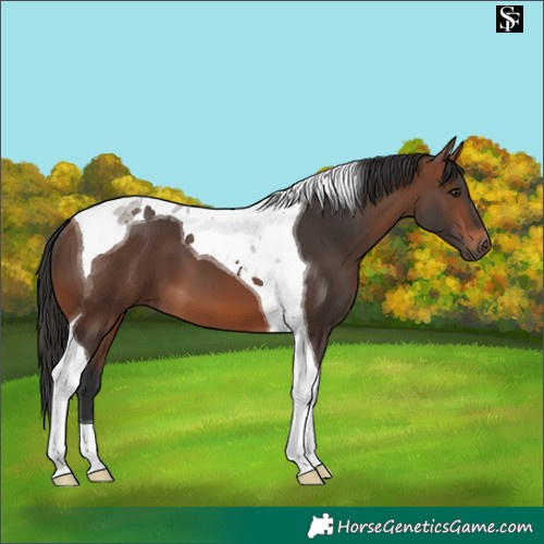 Horse Color:Brown Tobiano