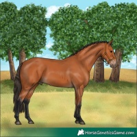 Horse Color:Bay 