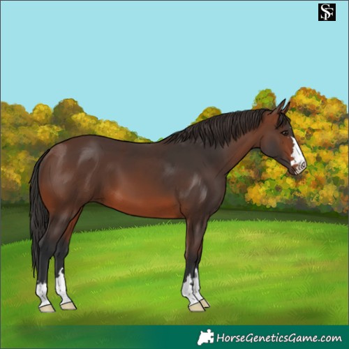 Horse Color:Brown 