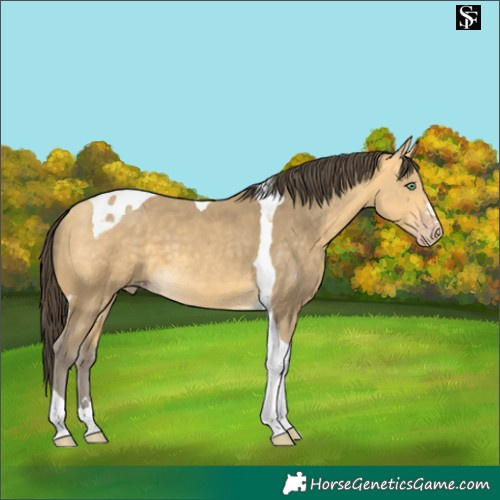 Horse Color:Amber Cream Champagne Tobiano 
