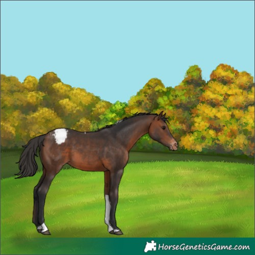 Horse Color:Brown Tobiano Varnish 