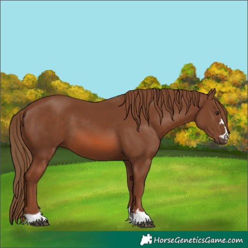 Horse Color:Unknown 