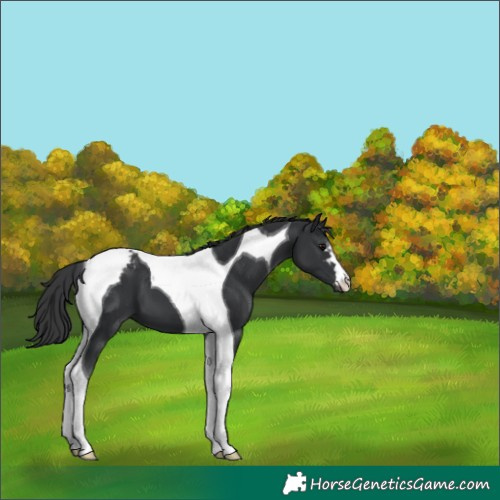 Horse Color:Black Tobiano Appaloosa 
