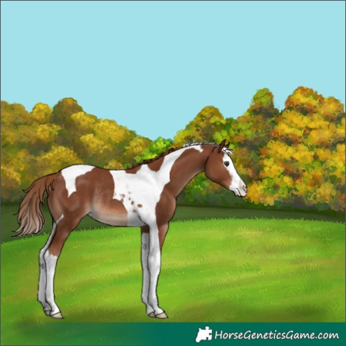 Horse Color:Chestnut Splash Tobiano Rabicano 