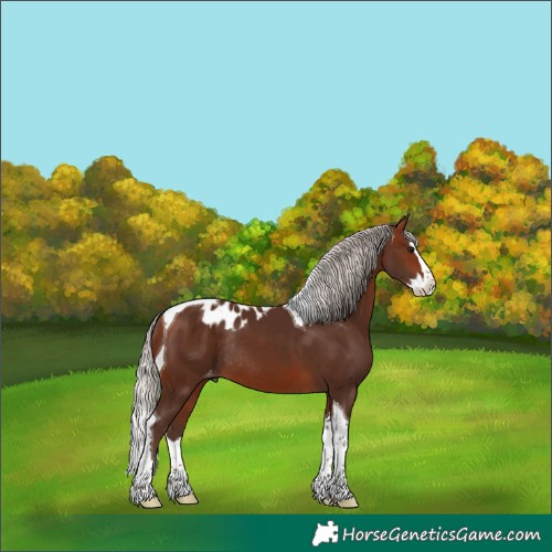 Horse Color:Silver Brown Splash Tobiano Skewed Appaloosa Rabicano