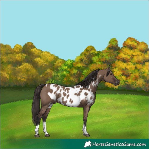 Horse Color:Liver Red Dun Tobiano Skewed LP Spotted Rabicano
