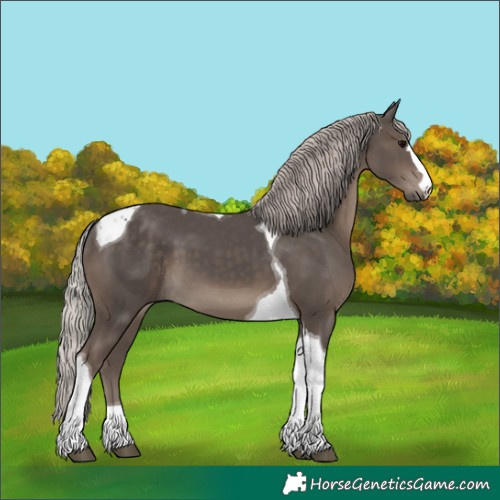 Horse Color:Silver Black Tobiano