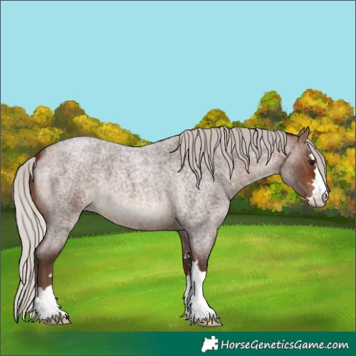 Horse Color:Silver Brown Roan 