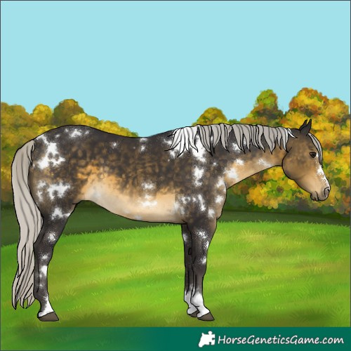 Horse Color:White Spotted Silver Buckskin