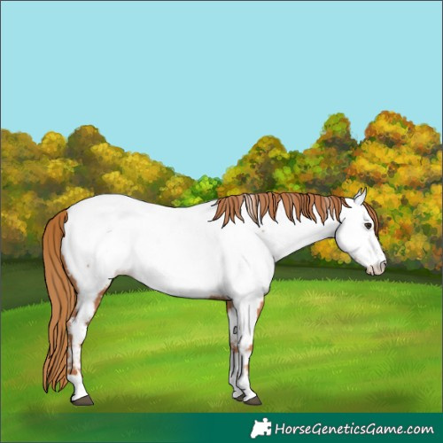 Horse Color:Chestnut Appaloosa