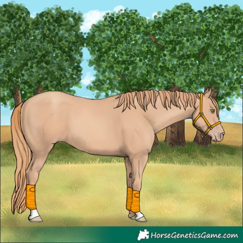 Horse Color:Gold Champagne 