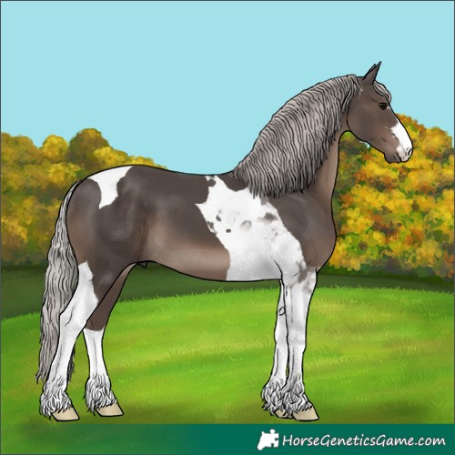 Horse Color:Silver Black Tobiano