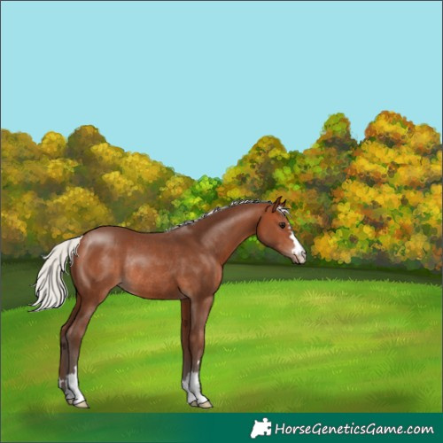Horse Color:Silver Brown Rabicano 