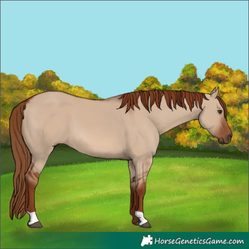 Horse Color:Red Dun 