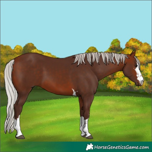 Horse Color:Silver Bay 