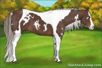Horse Color:White Spotted Liver Chestnut Splash Tobiano 