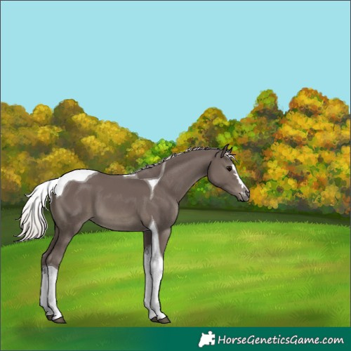 Horse Color:Silver Black Tobiano 