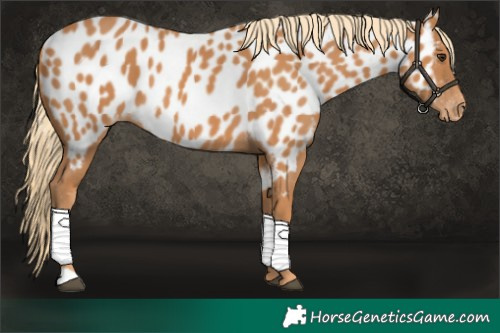 Horse Color:Chestnut Appaloosa 