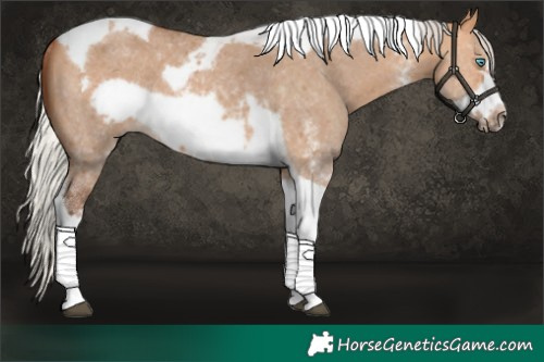 Horse Color:Silver Bay Dun Sabino Tobiano Frame Rabicano 