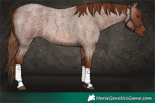 Horse Color:Red Roan