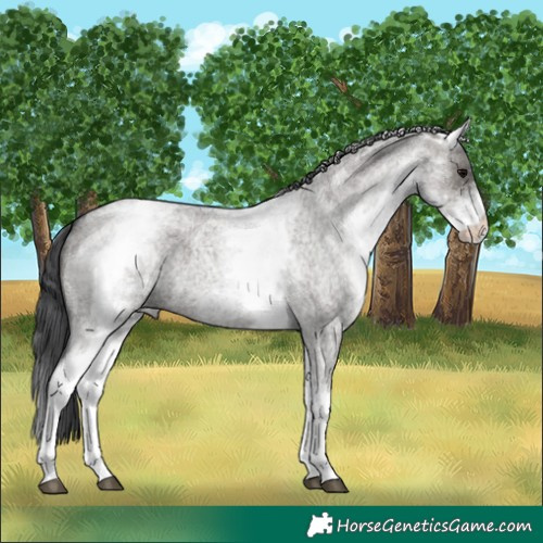 Horse Color:White Spotted Grullo Roan 