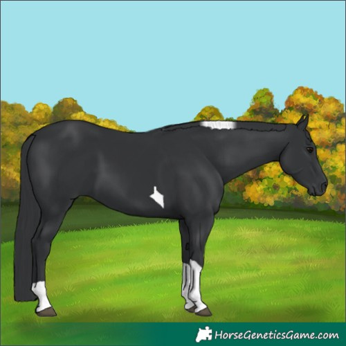 Horse Color:Black Tobiano 