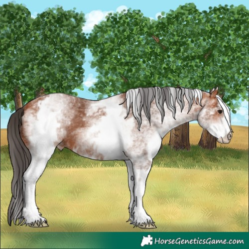 Horse Color:White Spotted Bay 
