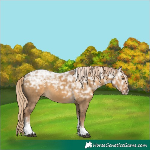 Horse Color:Powder White Chocolate Palomino Ice Dun Tobiano