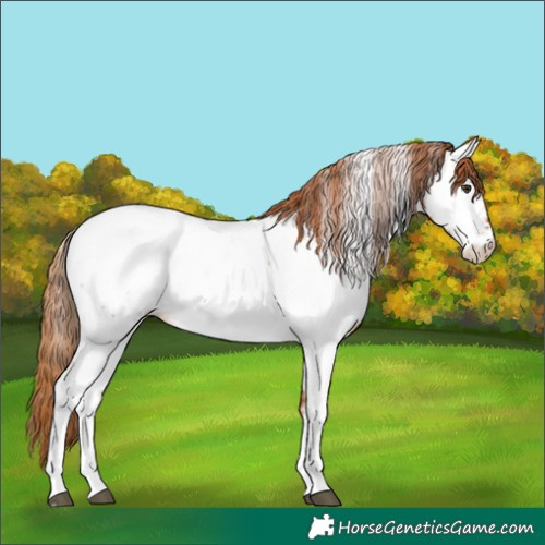 Horse Color:Chestnut Appaloosa