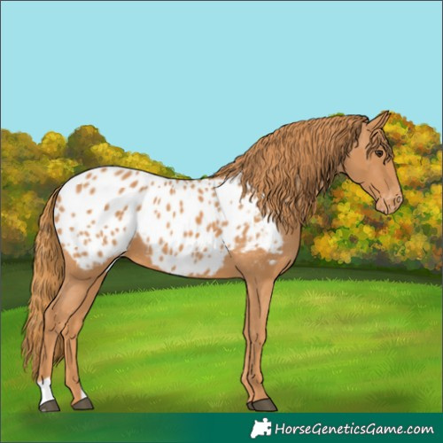 Horse Color:Chestnut Appaloosa 