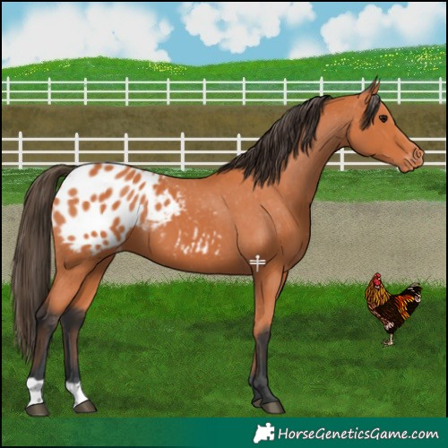 Horse Color:Bay Appaloosa 