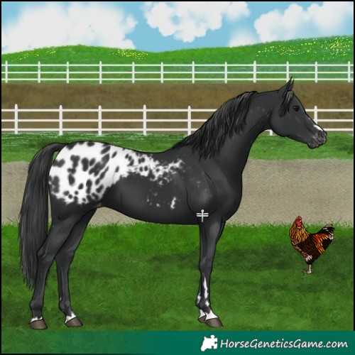 Horse Color:Black Blanket 