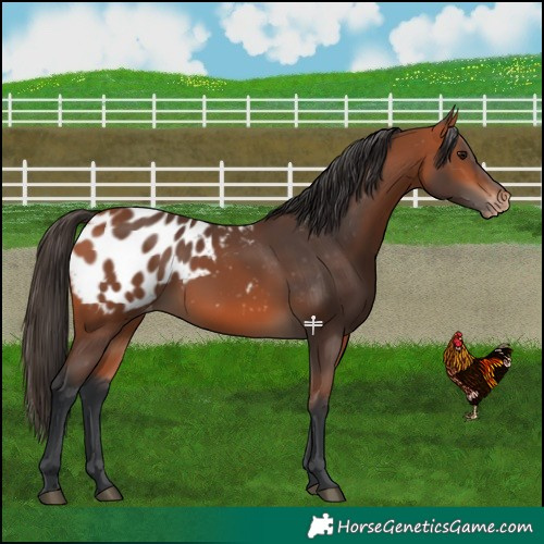 Horse Color:Bay Blanket 