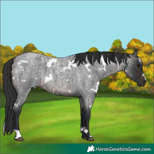 Horse Color:White Spotted Brown Roan