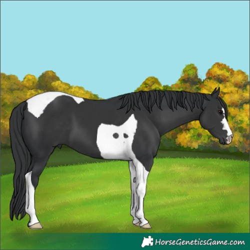 Horse Color:Black Tobiano