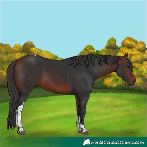 Horse Color:Bay Tobiano 