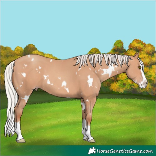 Horse Color:White Spotted Silver Sable Champagne Splash 