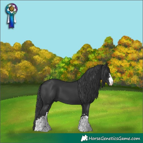 Horse Color:Black 